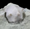 Blastoid (Pentremites) Fossil - Illinois #60125-1